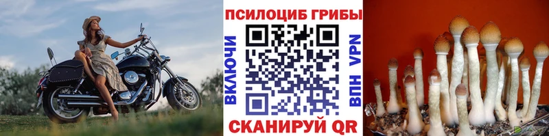 Галлюциногенные грибы GOLDEN TEACHER продажа наркотиков Тулун